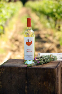 Wild Harvest Sauvignon Blanc wine is placed on a wooden crate outdoors. A bundle of lavendar is beside the bottle. The scene is set in a vineyard with rows of grapevines visible in the background.